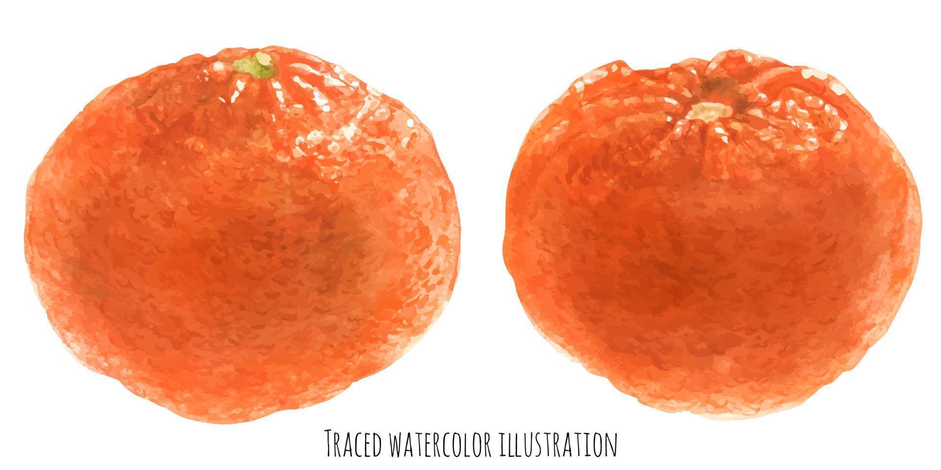arancia frutta mandarine vettore