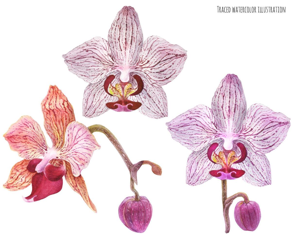 orchidea phalaenopsis impostato vettore