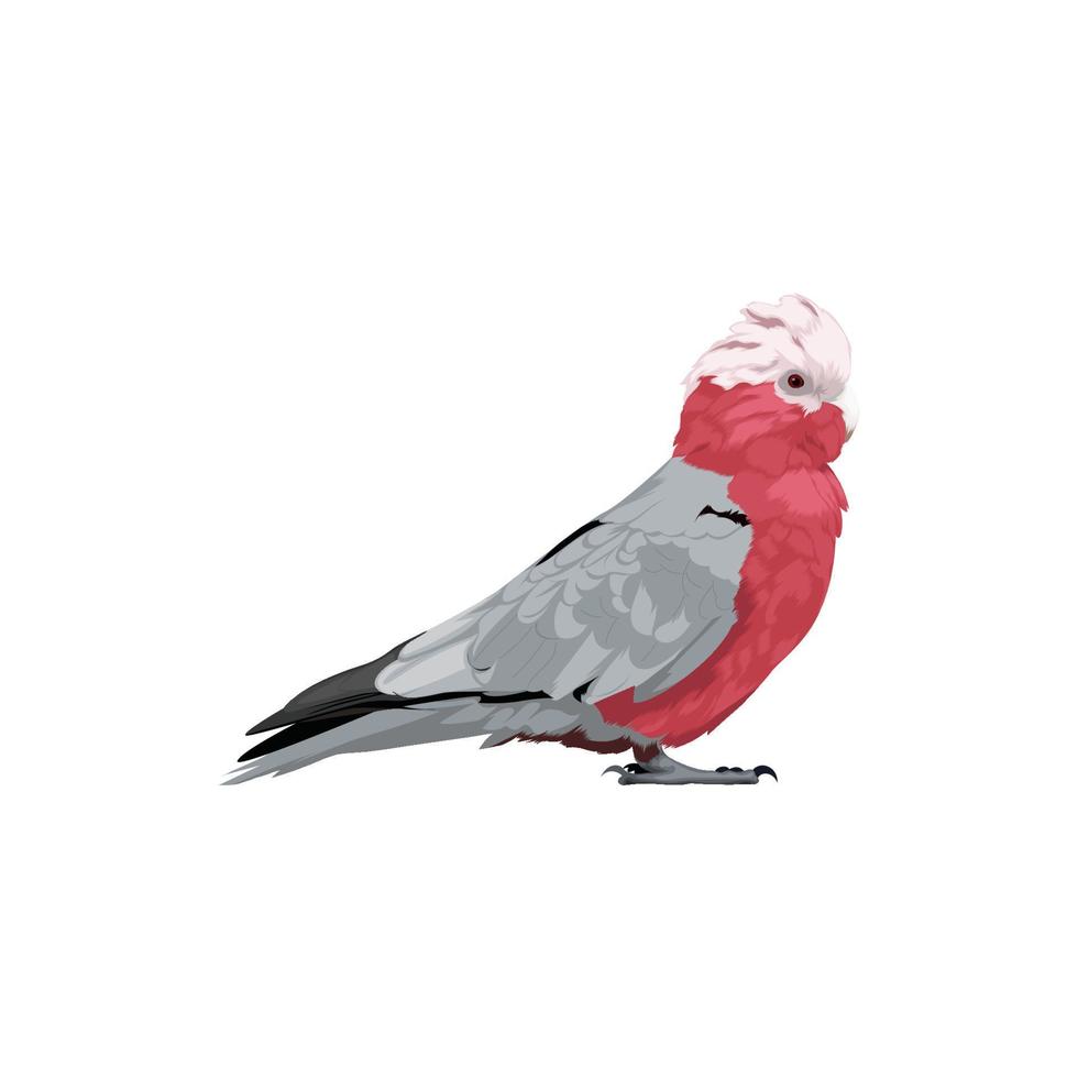 il galah uccello vettore