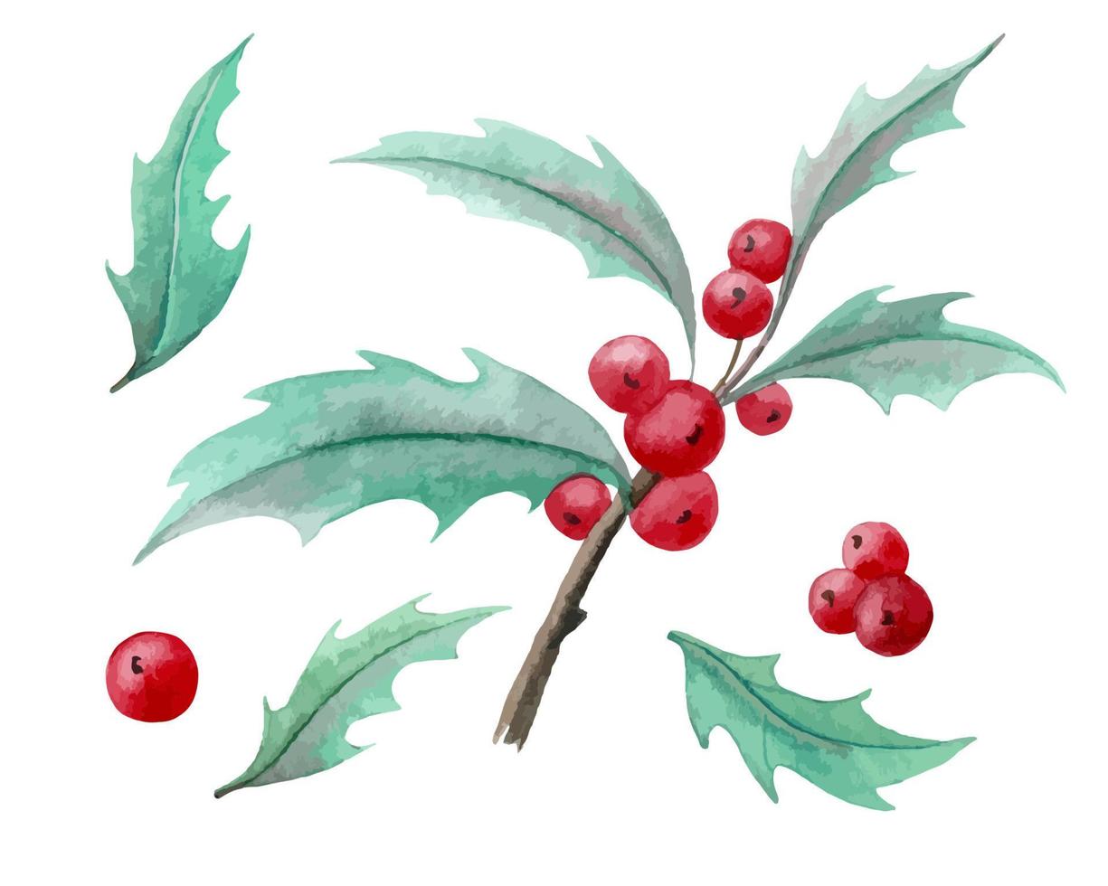 acquerello agrifoglio ramo con rosso frutti di bosco e verde le foglie. mano dipinto illustrazione per Natale inviti e cartoline. schizzo su bianca isolato sfondo vettore