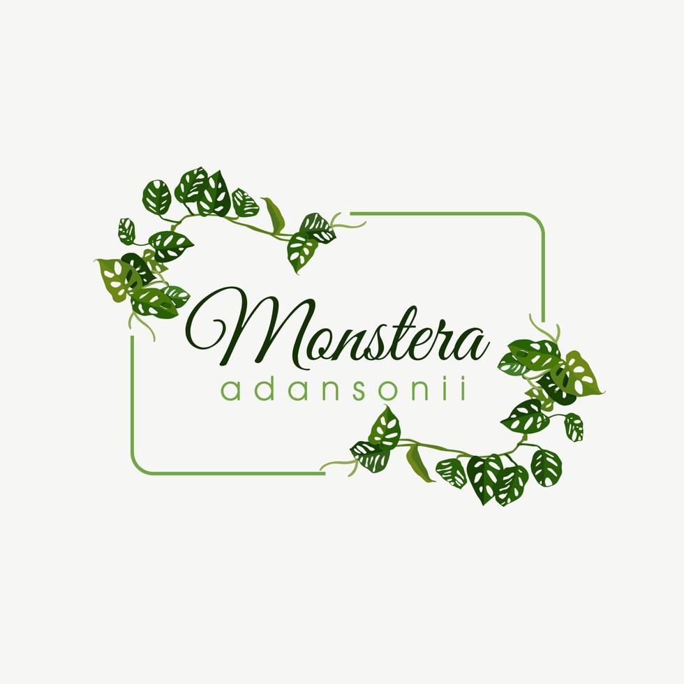 Monstera andansonii pianta illustrazione vettore