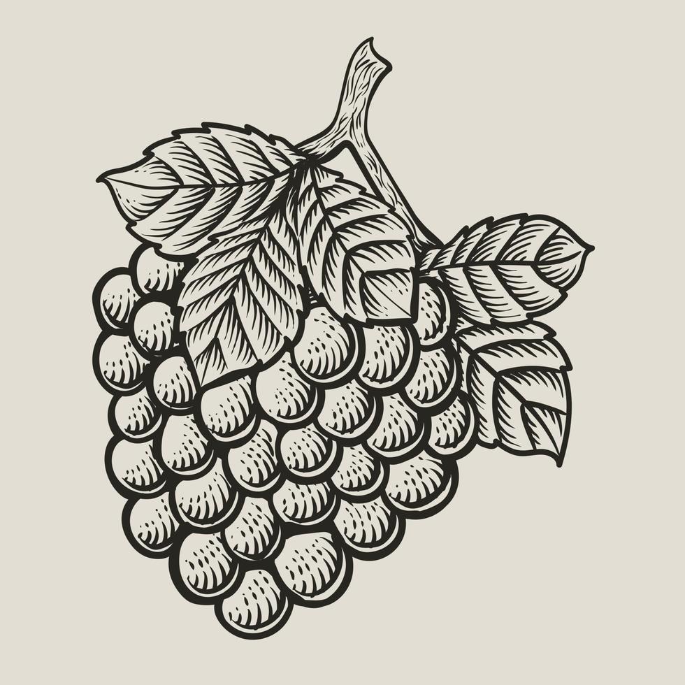 illustrazione Vintage ▾ uva frutta con incisione stile vettore