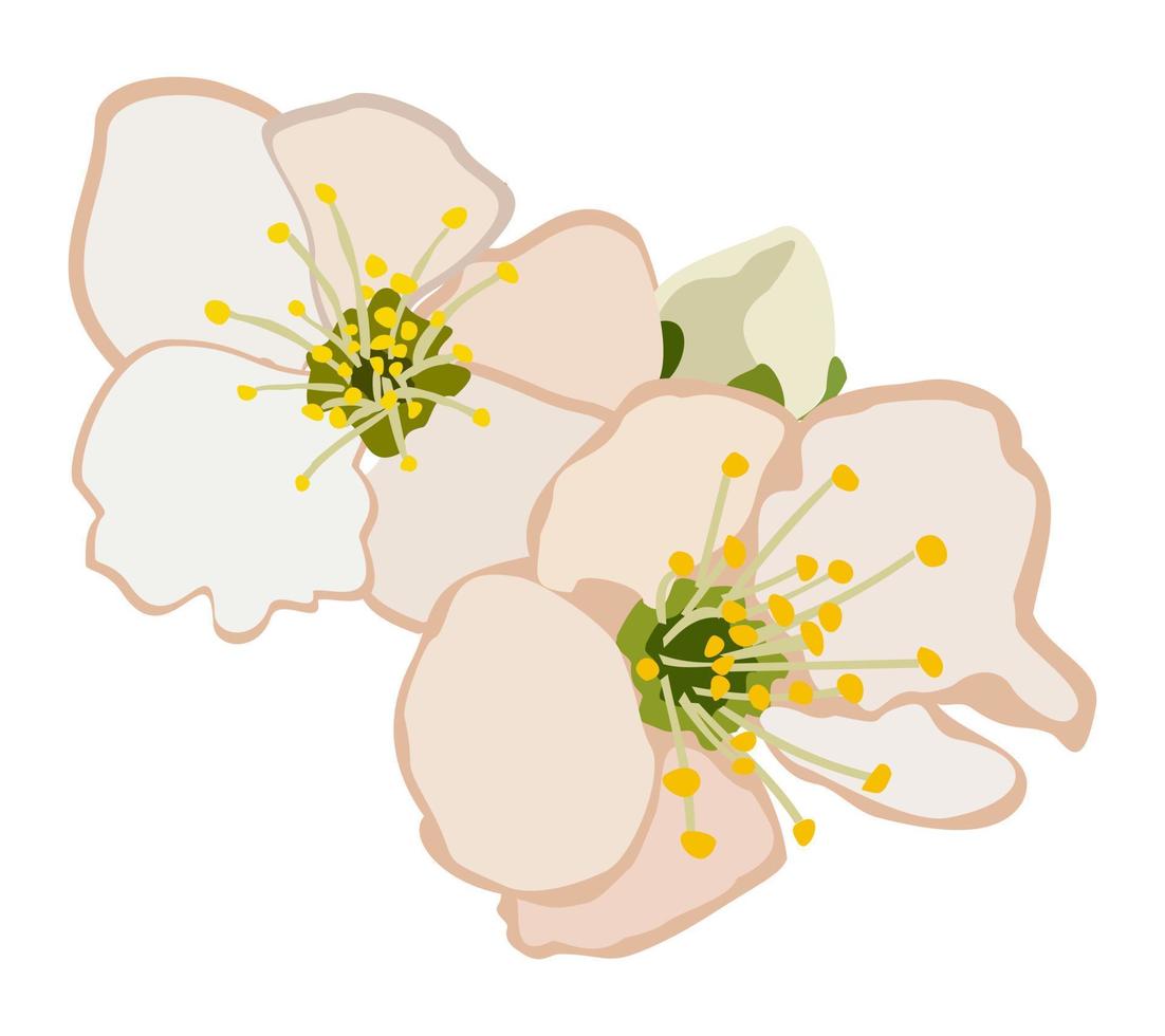 vettore isolato illustrazione di albicocca fiori.