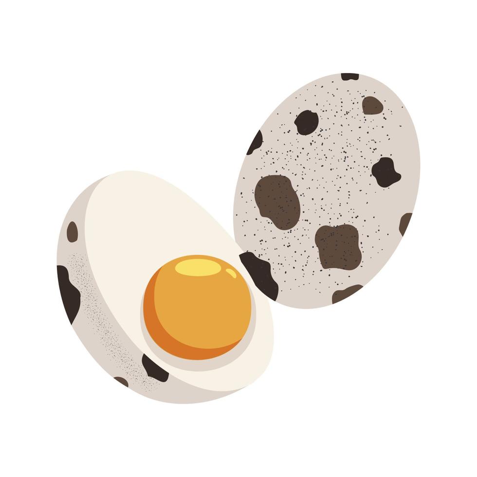 vettore illustratore di Quaglia uovo