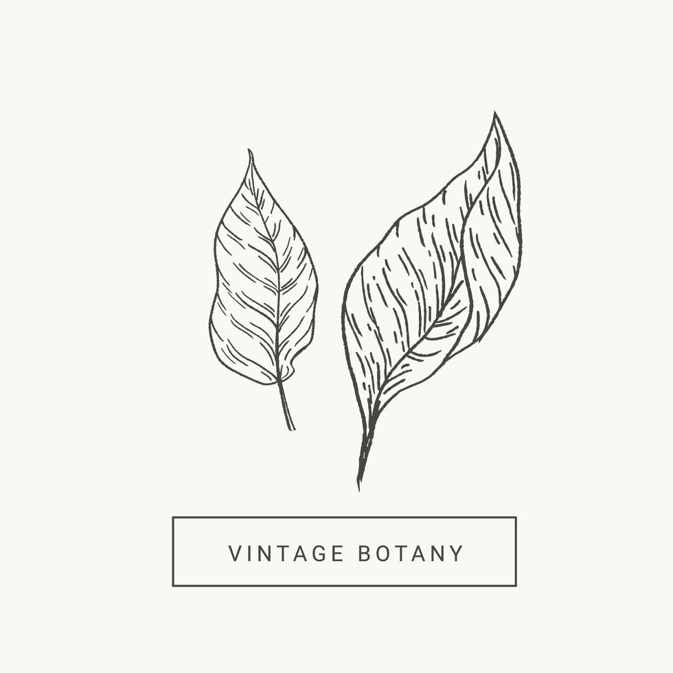 impostato con le foglie nel Vintage ▾ incisione stile. botanico illustrazione vettore