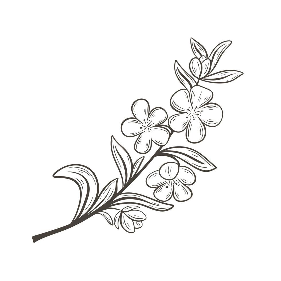 fioritura ramo di sakura, mandorla o albicocca mano disegnato Vintage ▾ incisione vettore