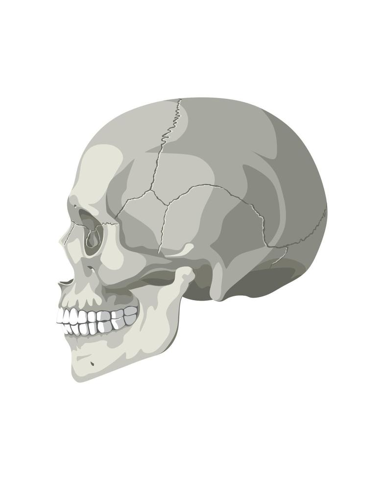 cranio in diverse proiezioni vettore