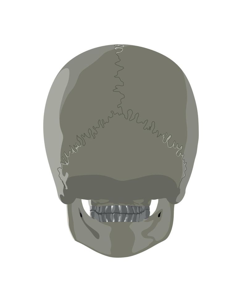 vettore illustratore di cranio nel diverso proiezioni