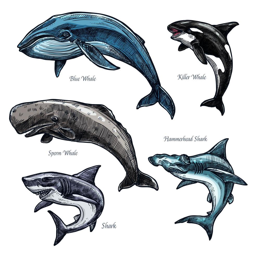 gigante mare animali balena e squalo vettore icone impostato
