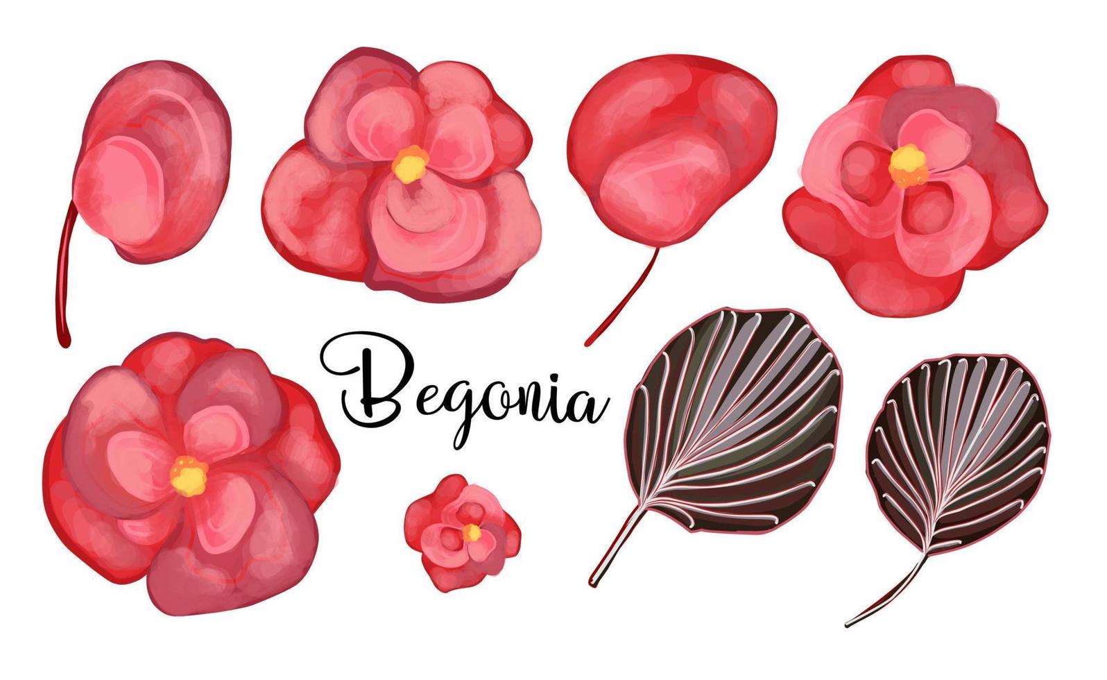 begonia mai fioritura. rosso fiore elementi. vettore impostato di begonia elementi. foglie, mini cuffie e petali