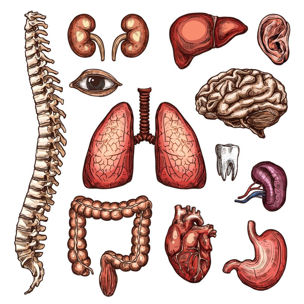 organo, osso e corpo parte schizzo di umano anatomia vettore