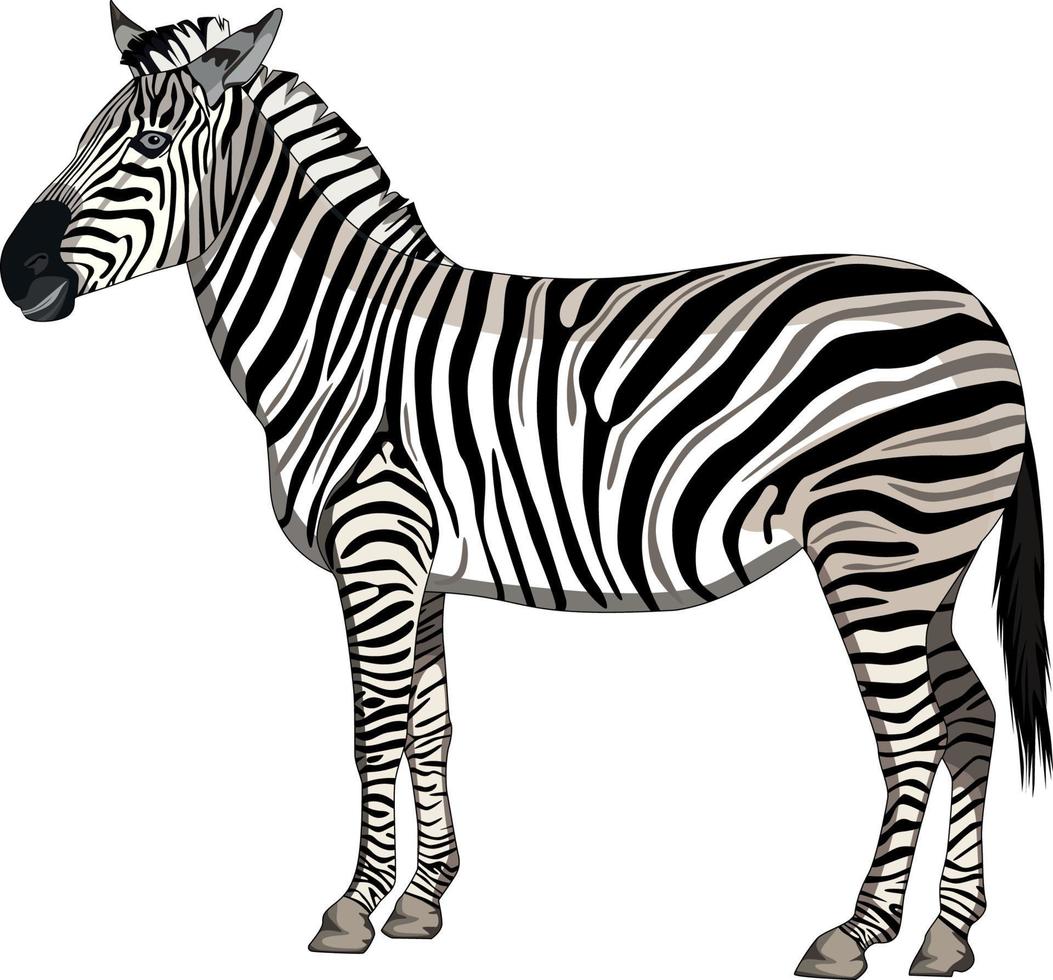un' zebra in piedi su un' bianca sfondo, vettore illustrazione