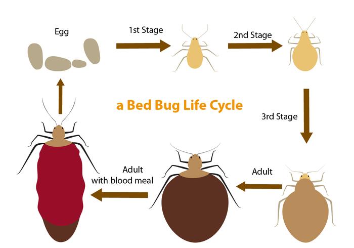 Bed Bug Life Cycle vettore