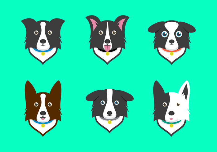 vettore gratis border collie