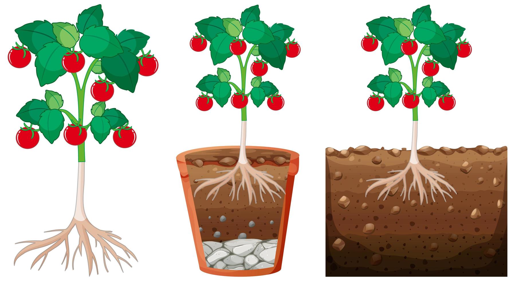 set di piante di pomodoro vettore