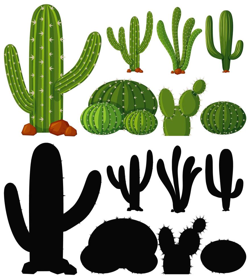 set di pianta di cactus vettore