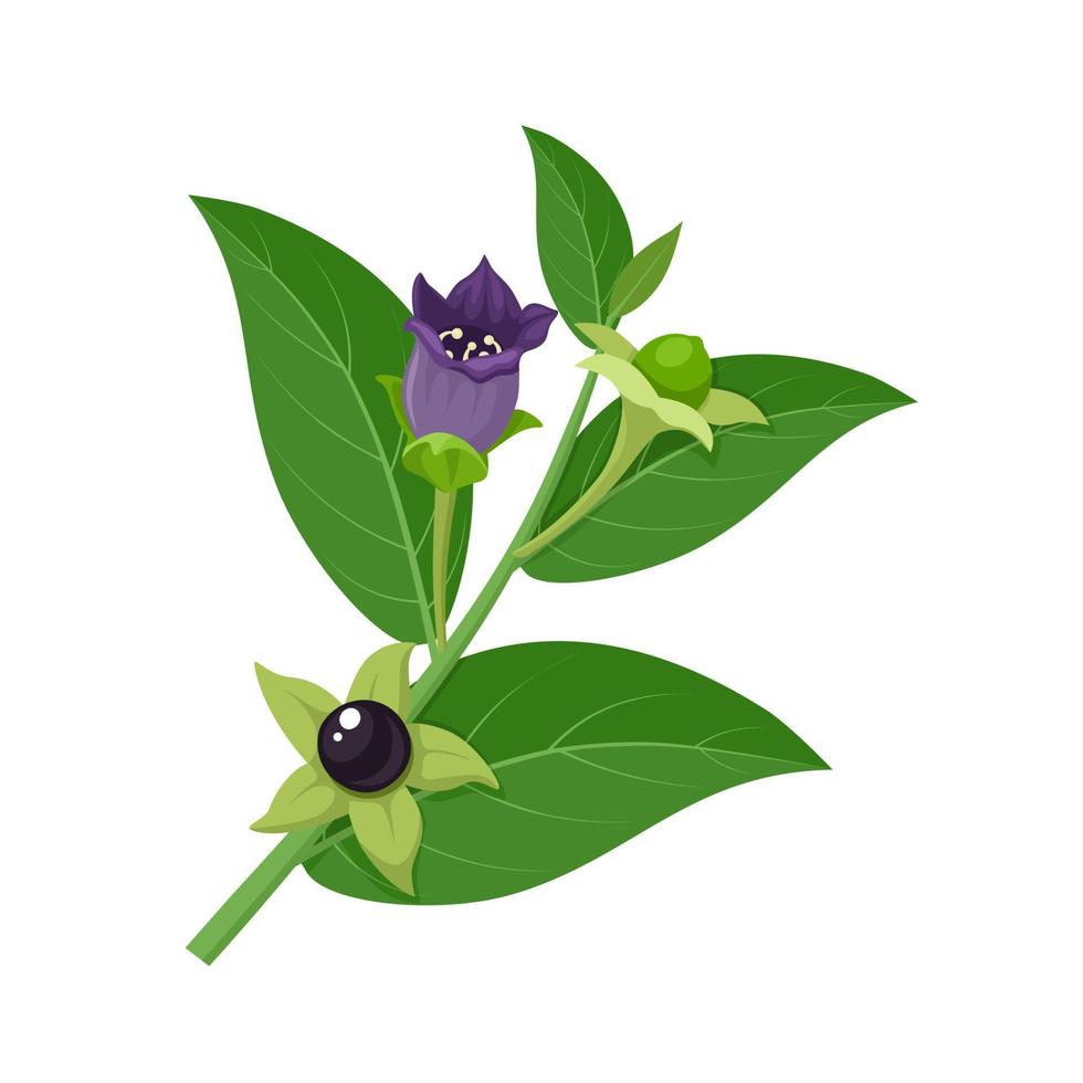 vettore illustrazione, belladonna, quale ha un altro nome atropa belladonna o belladonna, isolato su bianca sfondo.