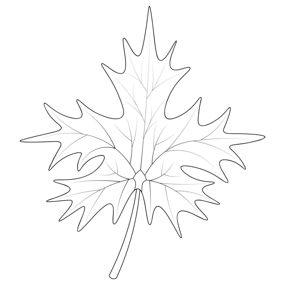 acero foglia. parte di il albero con vene. schema su un isolato bianca sfondo. scarabocchio stile. schizzo. colorazione libro per bambini. il foglia forma è a forma di corona. emblema di Canada. vettore