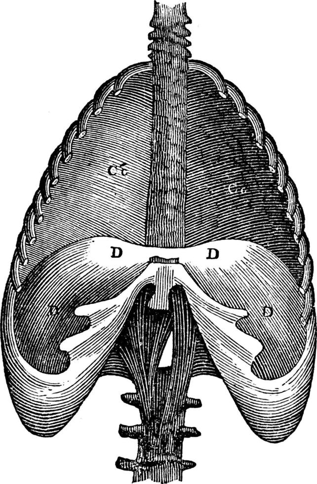 struttura di diaframma, Vintage ▾ illustrazione. vettore