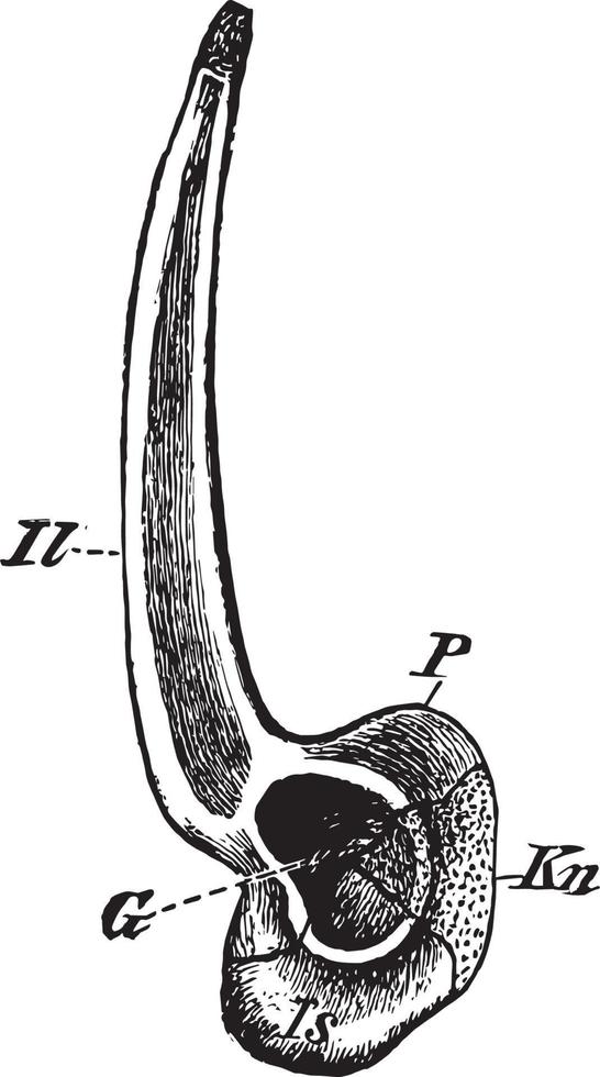 commestibile rana pelvico cintura, Vintage ▾ illustrazione vettore