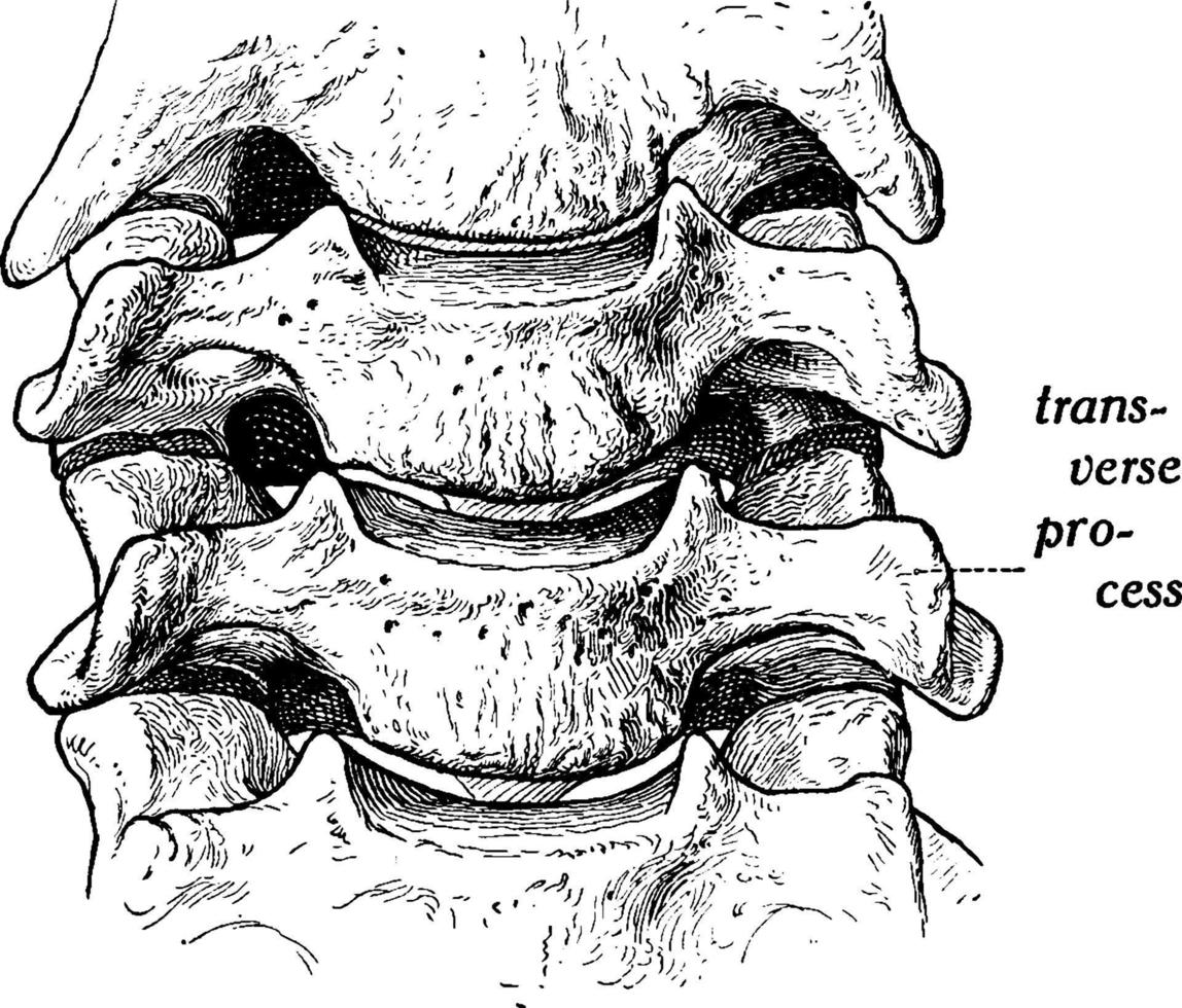 vertebra, Vintage ▾ illustrazione. vettore