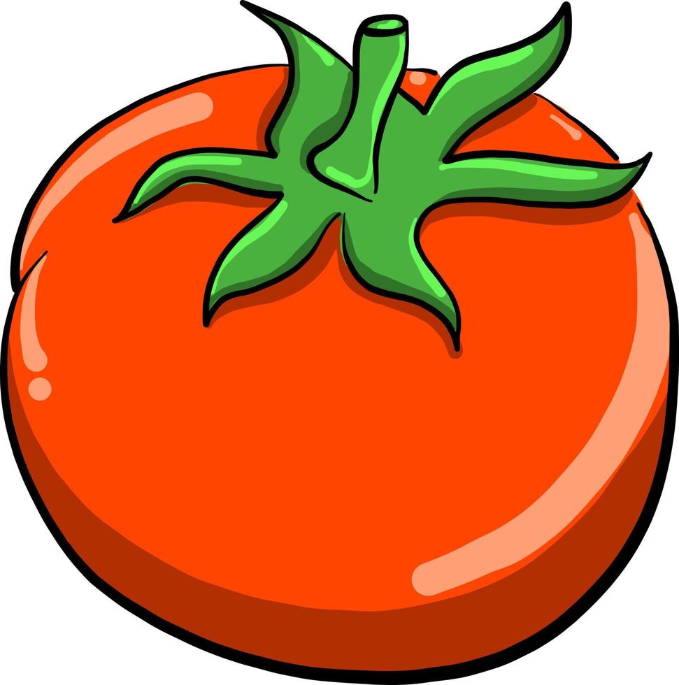 rosso pomodoro, illustrazione, vettore su bianca sfondo