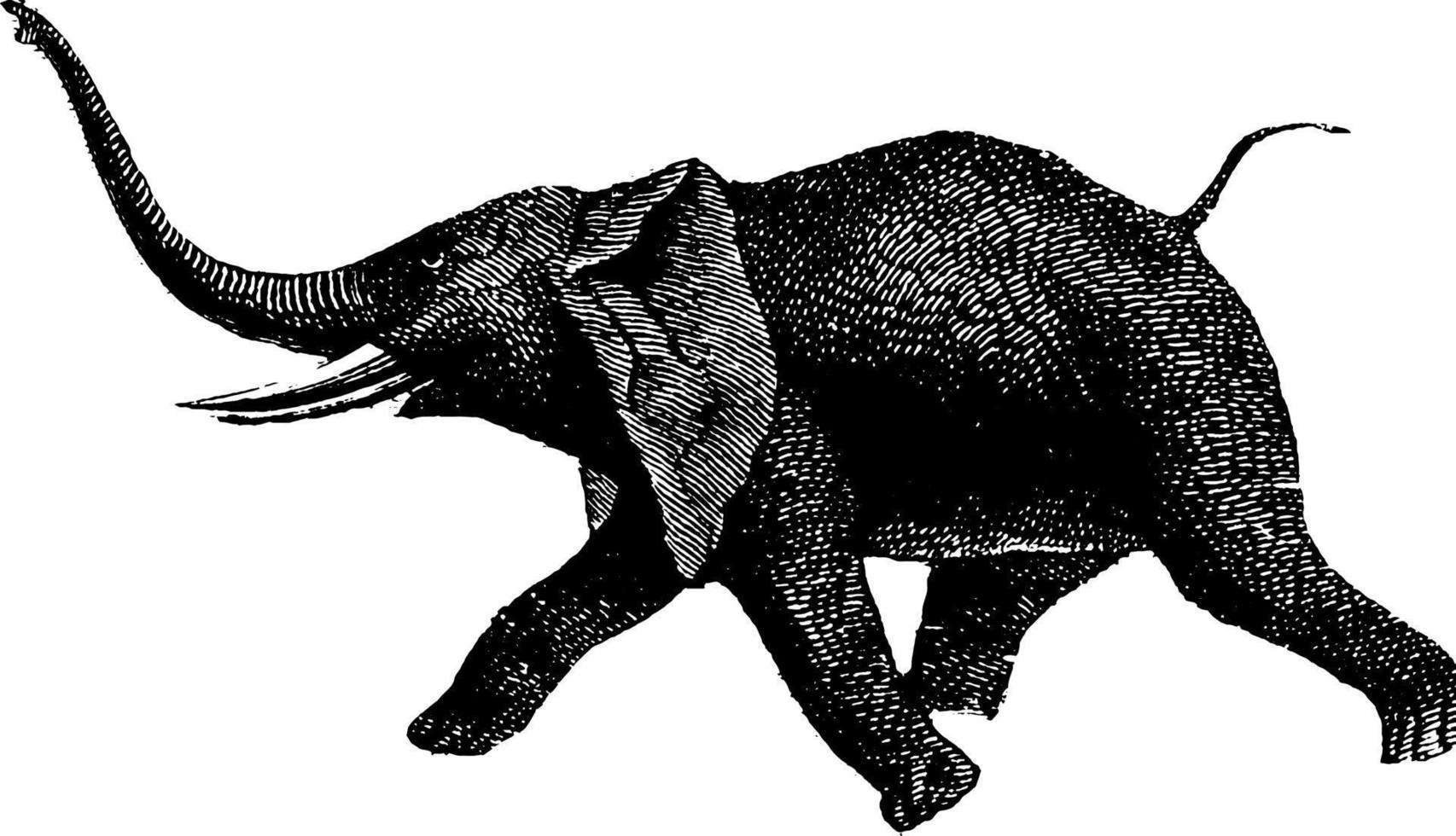 elefante, Vintage ▾ illustrazione. vettore