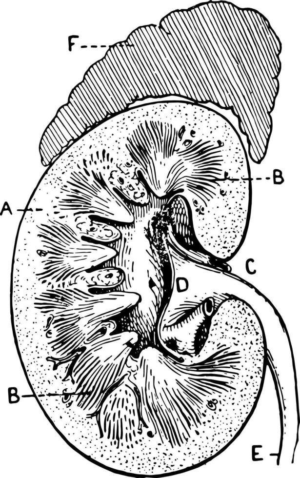 sezione di umano rene, Vintage ▾ illustrazione. vettore