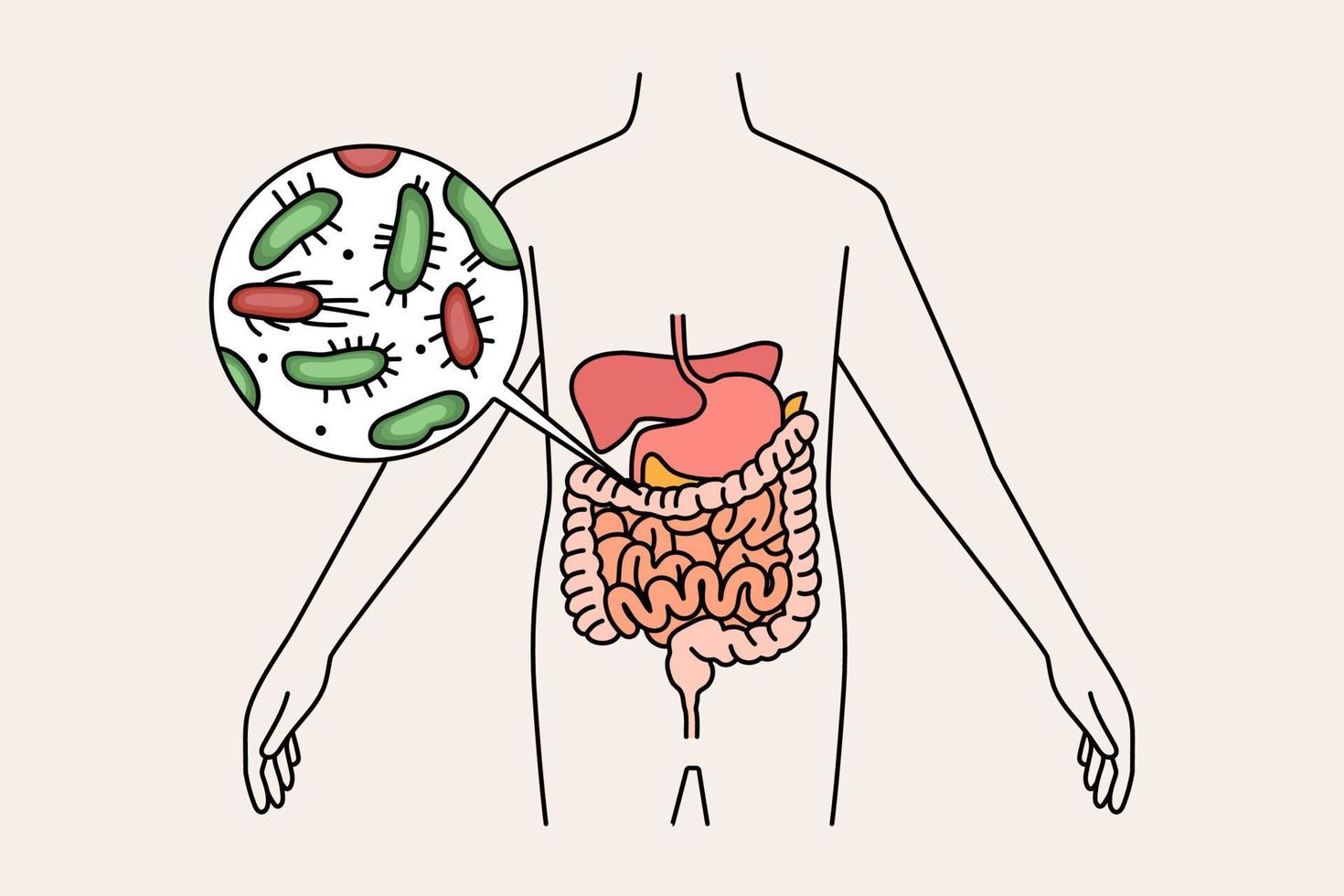 digestivo sistema e intestini concetto. umano corpo con verde e rosso batteri microrganismi nel stomaco e intestini vettore illustrazione