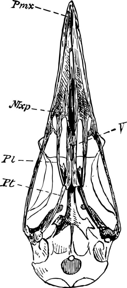 il cranio di un' tinamou Vintage ▾ illustrazione. vettore