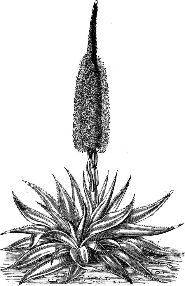 Agave densiflora fiore Vintage ▾ illustrazione. vettore