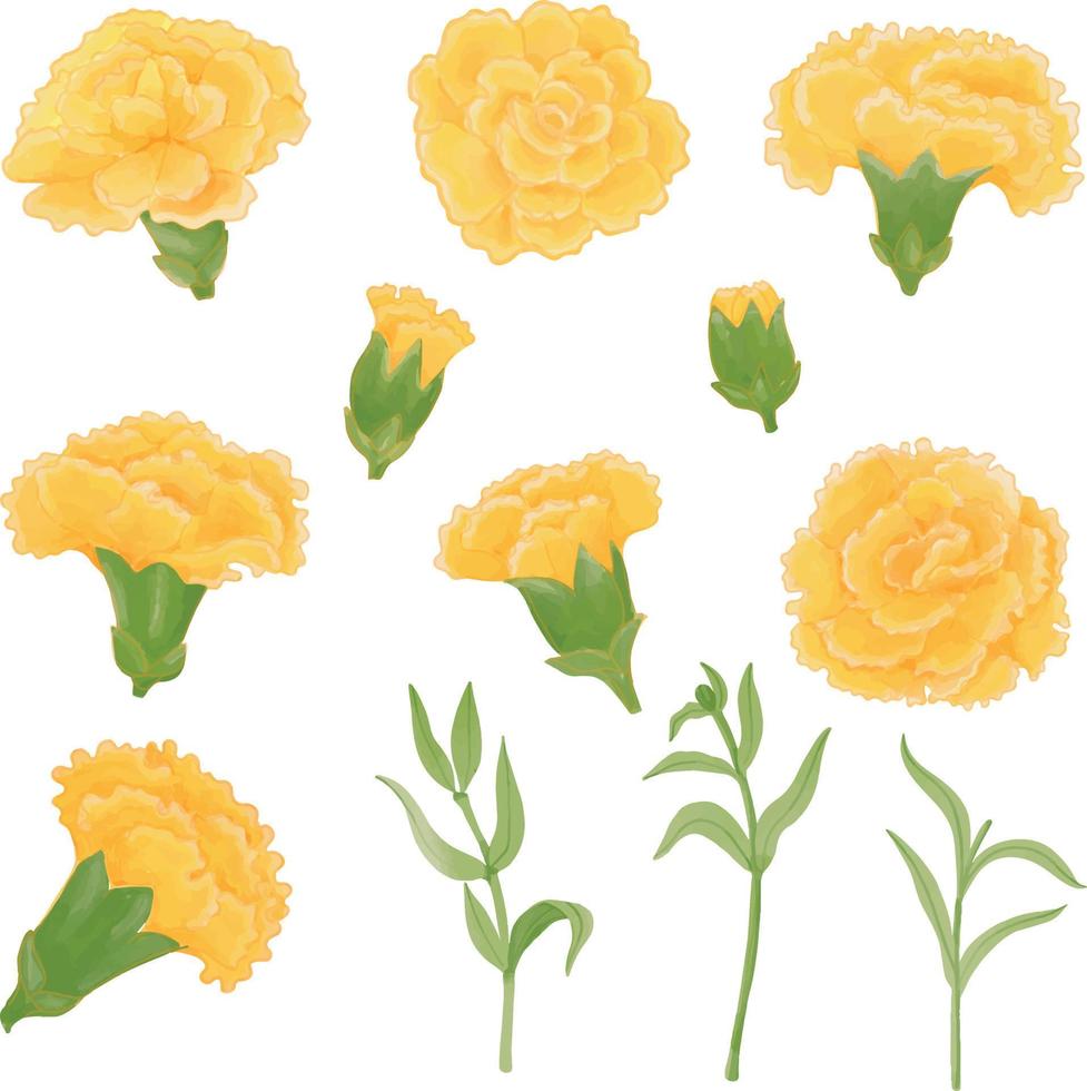 impostato di acquerello garofano fiore, giallo flora clipart vettore