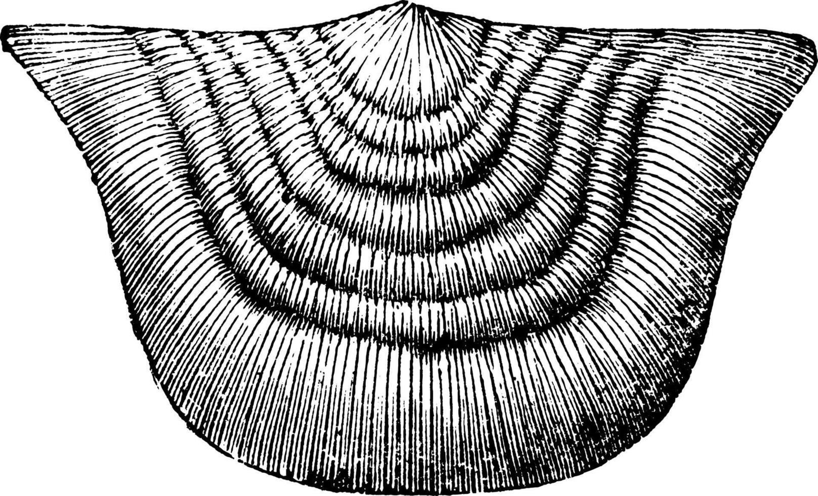 strofomena mollusco, Vintage ▾ illustrazione. vettore