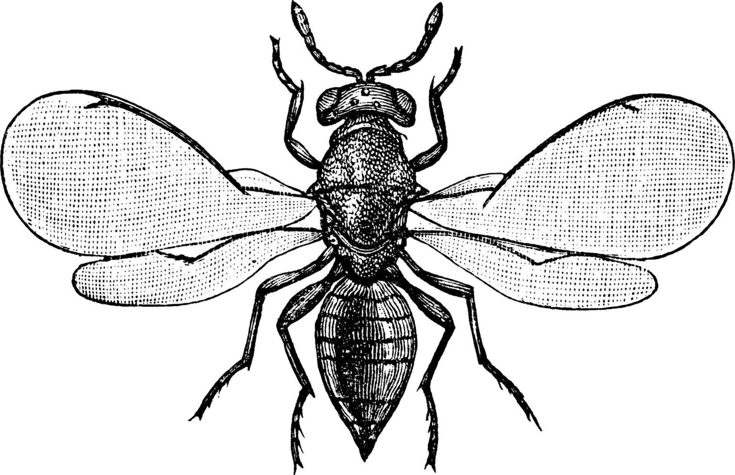 calcide vespa, Vintage ▾ illustrazione. vettore