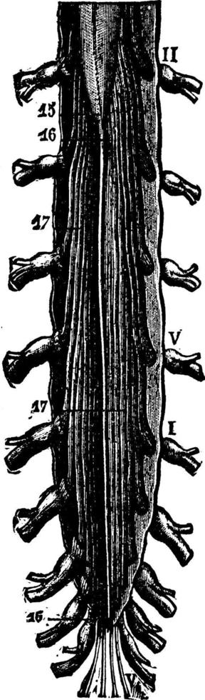 il spinale cordone, Vintage ▾ illustrazione. vettore