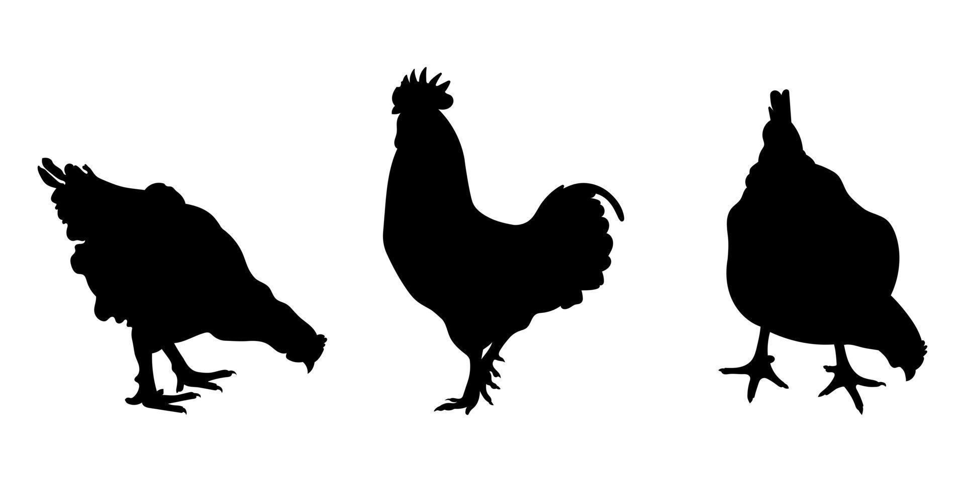 cazzo, galletto, gallo, bantam, pollo, gallina, pulcino in piedi posizione, diverso imballare di uccello sagome, isolateds vettore
