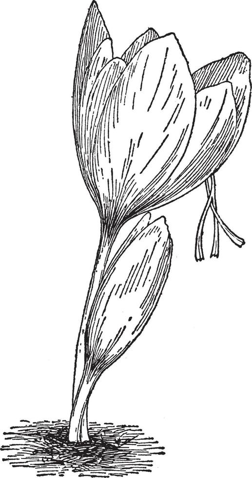 croco sativus Vintage ▾ illustrazione. vettore