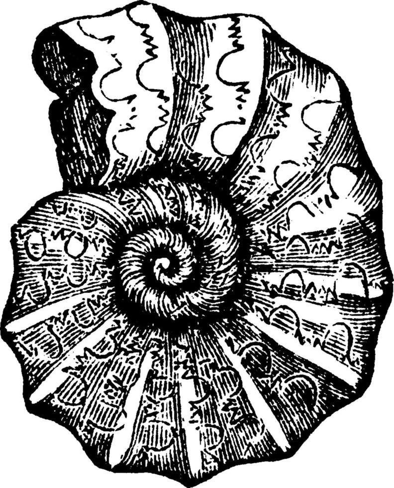 ammonite o ammoniti nodoso, Vintage ▾ illustrazione. vettore