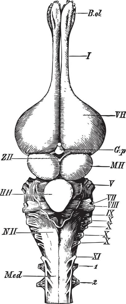 alligatore cervello, Vintage ▾ illustrazione vettore