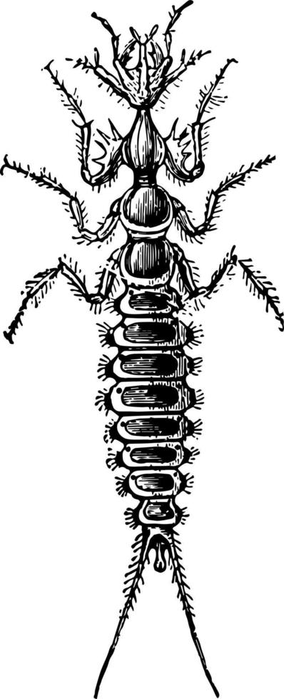 larva di galerita lecontei Vintage ▾ illustrazione. vettore