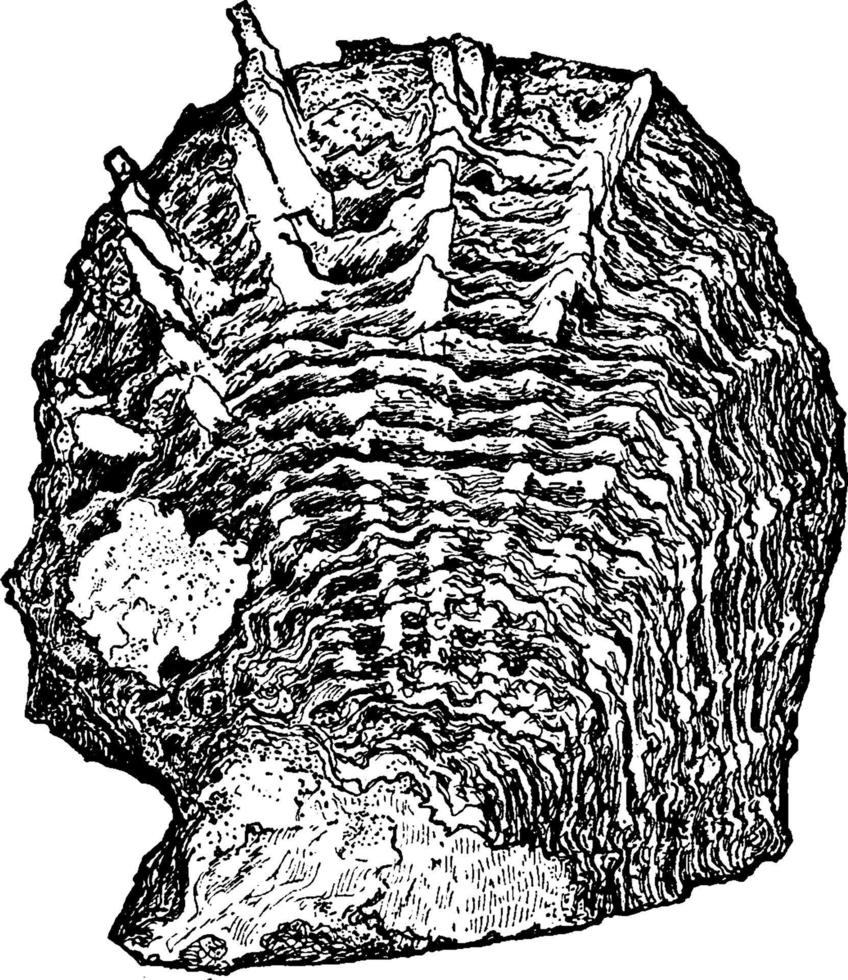 ostrica guscio, Vintage ▾ illustrazione. vettore