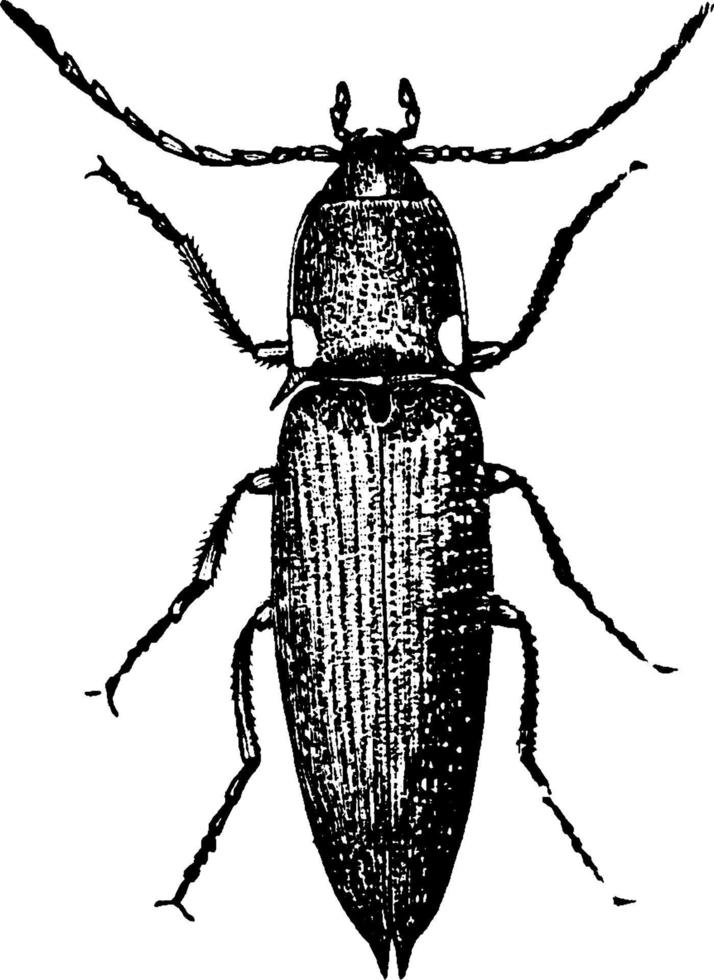 scarafaggio, Vintage ▾ illustrazione. vettore