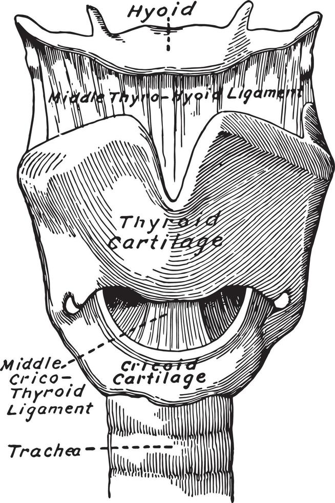 cartilagine di il laringe, Vintage ▾ illustrazione. vettore