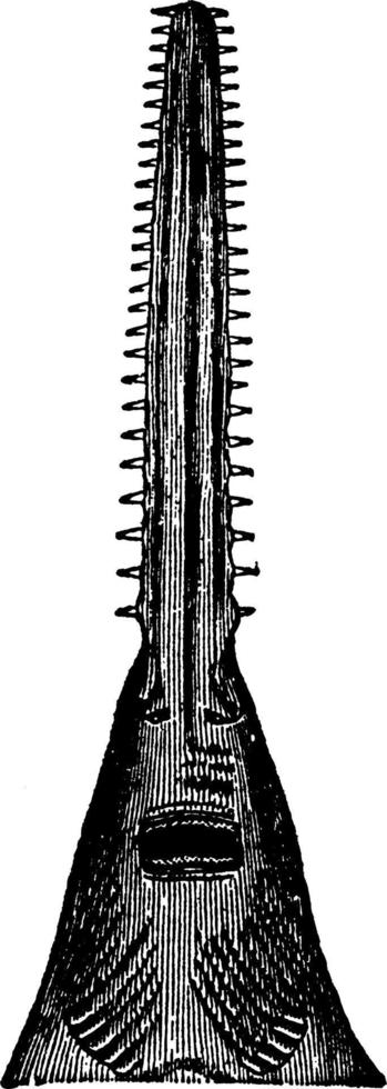 pesce sega testa, Vintage ▾ illustrazione. vettore