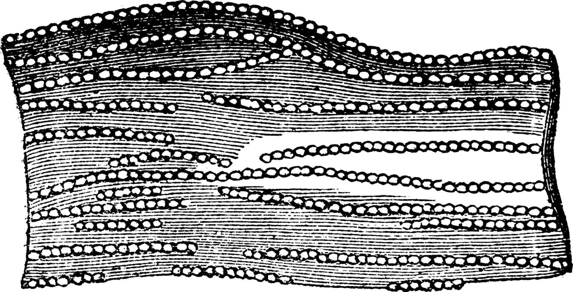 nervoso fibre, Vintage ▾ illustrazione vettore