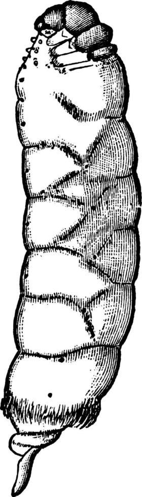 bagworm o thyrtdopteryx effimereforme, Vintage ▾ illustrazione. vettore