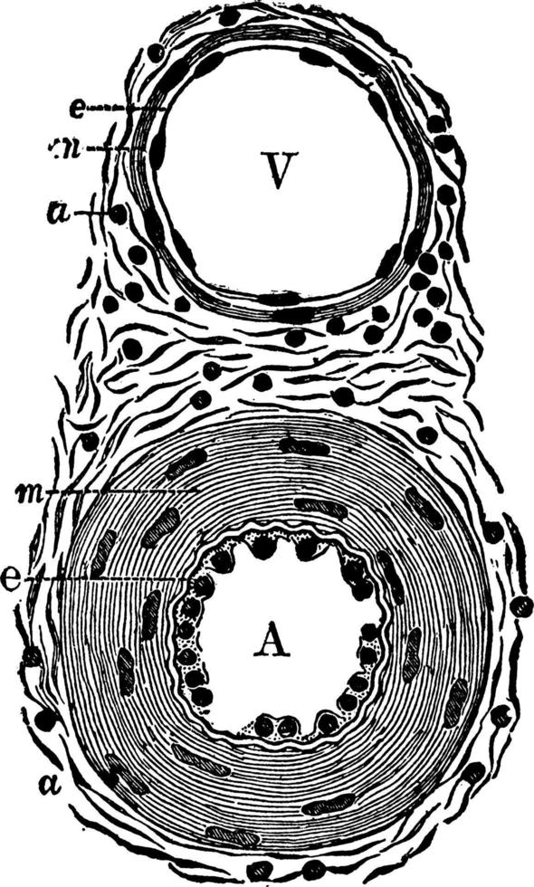 diagramma di un arteria e un' vena, Vintage ▾ illustrazione. vettore