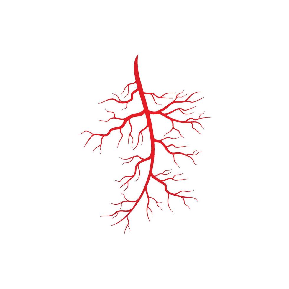 illustrazione di vene e arterie umane vettore