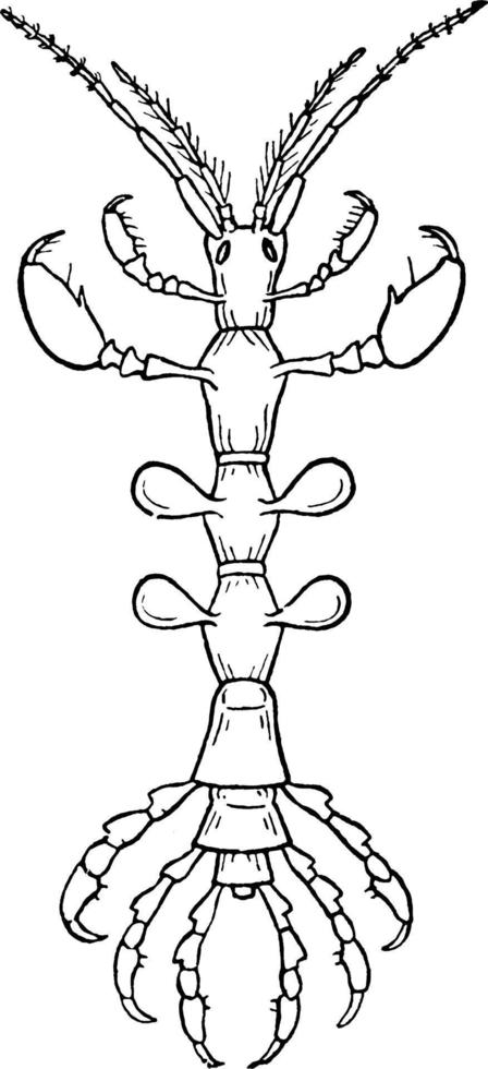 anfipode caprella lineari, Vintage ▾ illustrazione. vettore