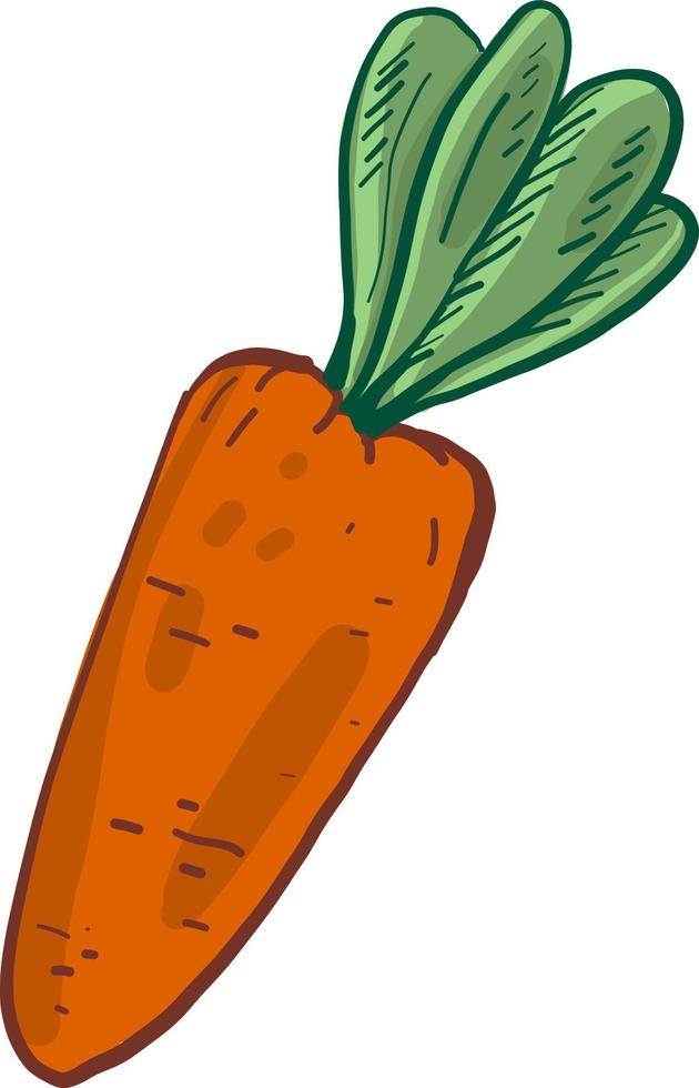 fresco arancia carota, illustrazione, vettore su bianca sfondo